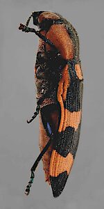 Castiarina arida, NMV T-9577, male, holotype from Victoria, adapted from original, CC BY 4.0, photo by Lucinda Gibson for Museums Victoria